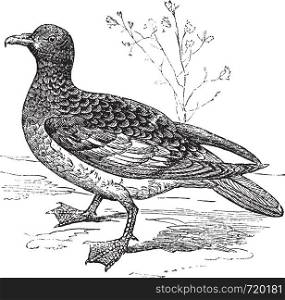 Cape Petrel or Cape Pigeon or Daption capense, vintage engraved illustration. Trousset encyclopedia (1886 - 1891).