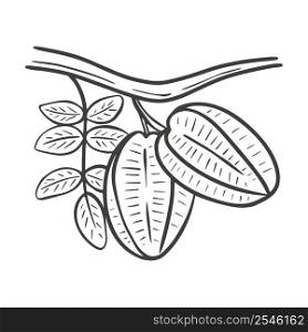 Carambola fruits on branch with leaves hand engraving. Vintage image exotic tropical fruits. Sketch asian star fruit isolated vector illustration. Carambola fruits on branch with leaves hand engraving
