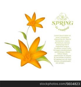 Card of isolated crocus blossom. Vector illustration.