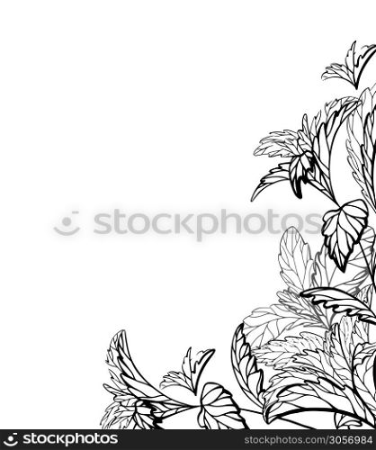 Card with a sketch of plants and grass and place for text. Vector template for labels. Mint, stevia and basil. Outline medicine herbal drawing. Useful traditional medicine.. Card with a sketch of plants and grass and place for text. Vector template for labels. Mint, stevia and basil. Outline medicine herbal drawing.
