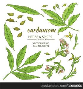 cardamom elements set. cardamom plant elements vector set on white background
