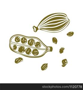 Cardamom, flat vector icon isolated on white background flat. Cardamom, vector icon isolated on white background flat