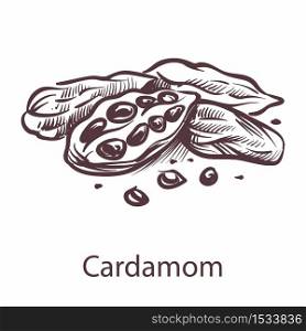 Cardamom icon. Botanical hand drawn sketch for labels and packages in engraving style. Aromatherapy antioxidant spicy seeds. Cooking symbol for restaurant or cafe menu. Vector single isolated element. Cardamom icon. Botanical sketch for labels and packages in engraving style. Aromatherapy antioxidant spicy seeds. Cooking symbol for restaurant or cafe menu. Vector isolated element