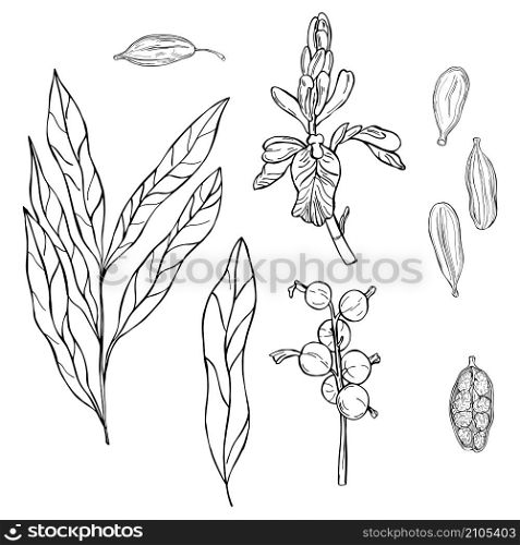 Cardamom plant. Hand drawn sketch illustration