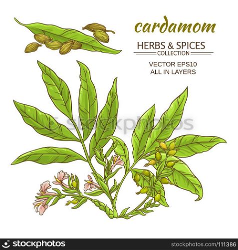 cardamom vector set. cardamom plant vector set on white background