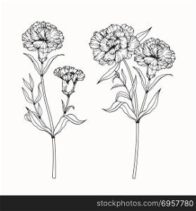 Carnation flower drawing illustration.