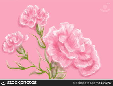 carnation. vector illustration of flowers on pink background