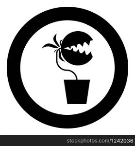 Carnivorous plant Flytrap Monster with teeths in pot icon in circle round black color vector illustration flat style simple image. Carnivorous plant Flytrap Monster with teeths in pot icon in circle round black color vector illustration flat style image