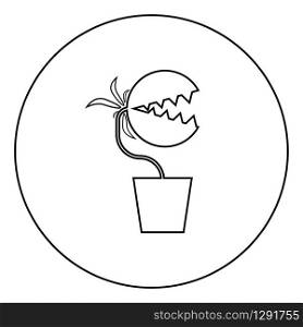 Carnivorous plant Flytrap Monster with teeths in pot icon in circle round outline black color vector illustration flat style simple image. Carnivorous plant Flytrap Monster with teeths in pot icon in circle round outline black color vector illustration flat style image