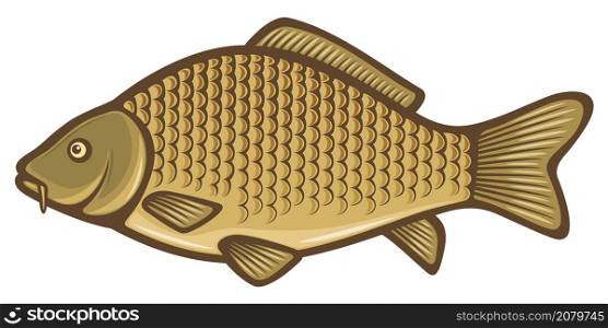 Carp fish vector illustration