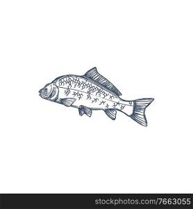 Carp freshwater fish of family Cyprinidae isolated monochrome icon. Vector common silver bighead carp, grass crucian hand drawn aquatic animal. Fish inhabit lakes, ponds, and slow-moving rivers. Fish, isolated common carp hand drawn sketch icon