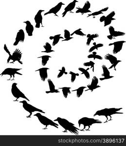 Carrion crow in a spiral
