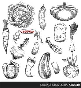 Carrot and cabbage, pepper and cucumber, onion and potato, zucchini and kohlrabi, beans and peas, leek and pattypan squash vegetables sketches. Agriculture, food, farming or recipe book design. Sketches of isolated farm vegetables