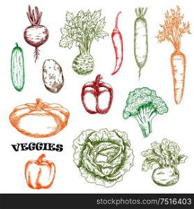Carrot and cucumber, potato and cabbage, bell and chili peppers, broccoli and beet, pattypan, kohlrabi and radish vegetables sketches in retro style. Vegetables sketches in retro style