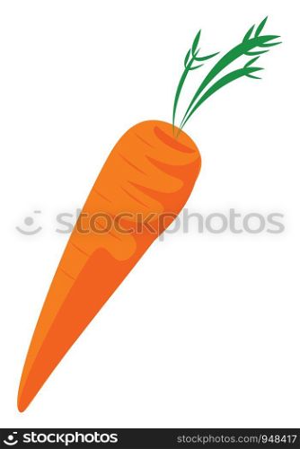 Carrot hand drawn design, illustration, vector on white background.