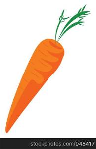 Carrot hand drawn design, illustration, vector on white background.