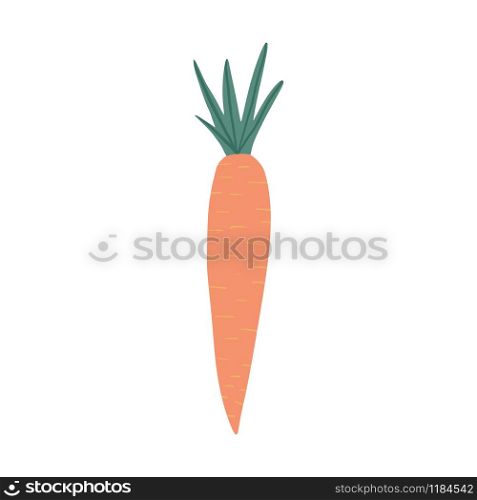 Carrot in doodle style isolated on white background. Hand drawn vegetable. Fresh organic ingredient. Vegetarian healthy food. Vector illustration. Carrot in doodle style isolated on white background. Hand drawn vegetable.