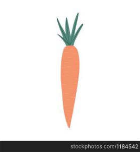 Carrot in doodle style isolated on white background. Hand drawn vegetable. Fresh organic ingredient. Vegetarian healthy food. Vector illustration. Carrot in doodle style isolated on white background. Hand drawn vegetable.