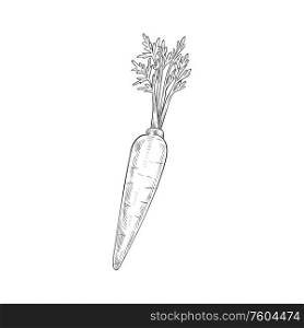 Carrot isolated autumn vegetable sketch. Vector vegetarian dieting food, root with leaves. Vegetable sketch isolated monochrome carrot leaves