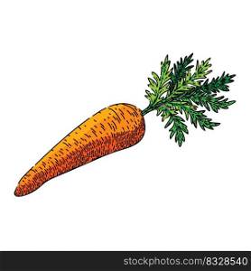 carrot plant hand drawn vector. vegetable harvest, soil agriculture, organic garden, green healthy food carrot plant sketch. isolated color illustration. carrot plant sketch hand drawn vector