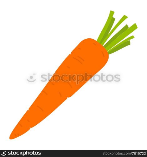 Carrot root vegetable isolated. Vector vegetarian food, harvest of crop, farming and agriculture concept fresh veggie with green leaves, healthy organic natural meal. Carrot Vegetable Isolated. Vector Vegetarian Food