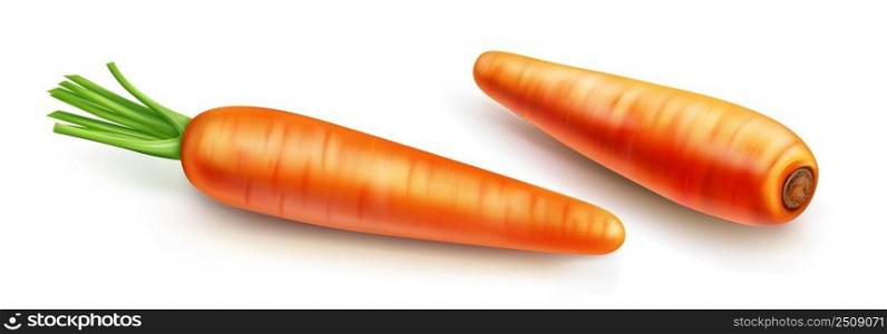 Carrot vector isolated illustration. Orange vegetable with green leaves and shadow in realistic style on white background. Carrot with green leaves vector isolated