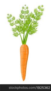 Carrot vegetable isolated on white. carrot for farm market, vegetarian salad recipe design. vector illustration in flat style. Carrot vegetable isolated on white.