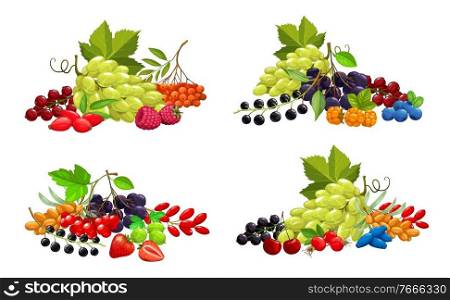 Cartoon berries vector strawberry, bunch of white grape and blackberry, raspberry, cherry, black and red currant with blueberry. berries sea buthorn, honeysuckle and bird cherry, black chokeberry. Cartoon berries vector sweet juicy garden crop set