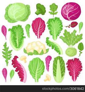 Cartoon cabbage. Cauliflower, kale, broccoli and lettuce leaves, organic vegetarian diet salad greens, garden cabbage vector illustration set. Healthy fresh products with vitamins for cooking. Cartoon cabbage. Cauliflower, kale, broccoli and lettuce leaves, organic vegetarian diet salad greens, garden cabbage vector illustration set