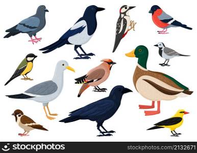 Cartoon city birds, sparrow, tit, pigeon and crow. European colorful birds, winged flying animals characters vector illustration set. Cute city birds. Bird animal collection, bullfinch and sparrow. Cartoon city birds, sparrow, tit, pigeon and crow. European colorful birds, winged flying animals characters vector illustration set. Cute city birds