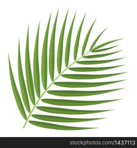 Cartoon detailed exotic coconut leaf isolated on white background. Vector illustration for any design. Cartoon detailed exotic coconut leaf isolated on white background. Vector illustration for any design.