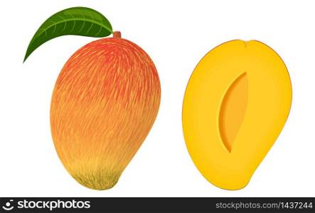 Cartoon detailed exotic whole and half mango isolated on white background. Summer fruits for healthy lifestyle. Organic fruit. Cartoon style. Vector illustration for any design. Cartoon detailed exotic whole and half mango isolated on white background. Summer fruits for healthy lifestyle. Organic fruit. Cartoon style. Vector illustration for any design.