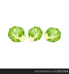 Cartoon fresh organic green brussels sprouts icon. vector illustration.