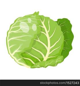 Cartoon fresh organic green cabbage icon. vector illustration.