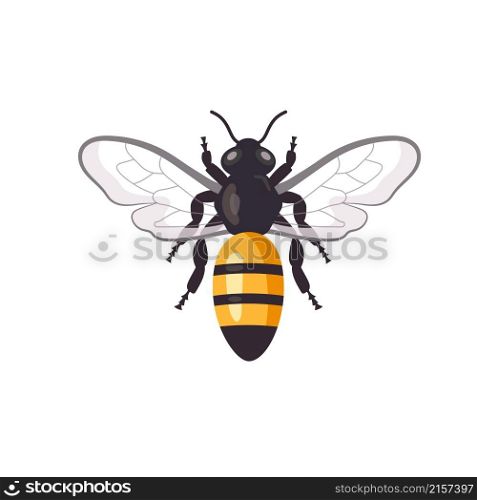 cartoon honey bee vector illustration isolated on white background