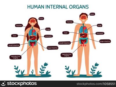 Cartoon human body anatomy. Male and female internal organs, humans physiology chart. Anatomical medicine infographic healthcare education information vector illustration. Cartoon human body anatomy. Male and female internal organs, humans physiology chart vector illustration