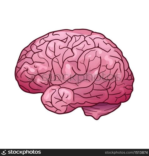 Cartoon illustration of a human brain with highlights and shadows. Side view. The object is separate from the background. Vector element for your creativity. Cartoon illustration of a human brain with highlights and shadows. Side view.