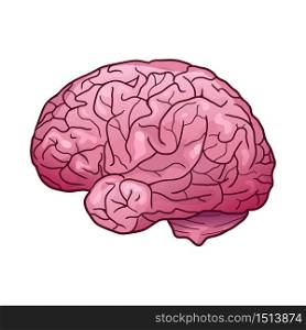 Cartoon illustration of a human brain with highlights and shadows. Side view. The object is separate from the background. Vector element for your creativity. Cartoon illustration of a human brain with highlights and shadows. Side view.