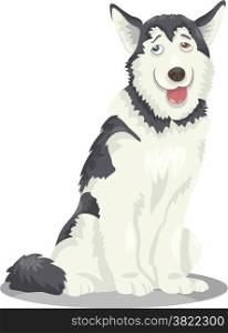 Cartoon Illustration of Funny Siberian Husky or Alaskan Malamute Purebred Dog