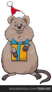 Cartoon illustration of quokka animal character with present on Christmas time