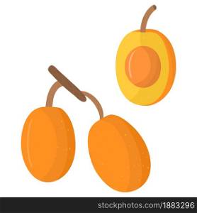 Cartoon illustration with colorful ximenia fruit. Farm market product. Vector hand drawn graphic. Single isolated art.. Cartoon illustration with colorful ximenia fruit. Farm market product.