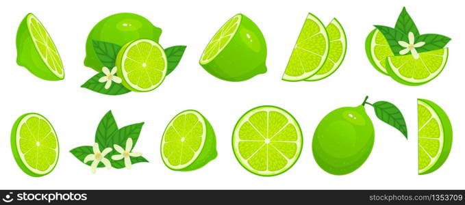 Cartoon lime. Limes slices, green citrus fruit with leaves and lime blossom isolated vector illustration set. Lime citrus fruit, green and juicy, juice vitamin organic. Cartoon lime. Limes slices, green citrus fruit with leaves and lime blossom isolated vector illustration set