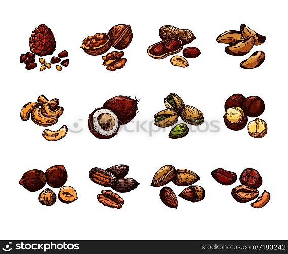 Cartoon nuts and seeds. Hazelnut and coconut, beans and peanut. Isolated vector set of cartoon natural nuts for healthy, vegetarian almond and walnut illustration. Cartoon nuts and seeds. Hazelnut and coconut, beans and peanut. Isolated vector set
