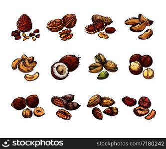 Cartoon nuts and seeds. Hazelnut and coconut, beans and peanut. Isolated vector set of cartoon natural nuts for healthy, vegetarian almond and walnut illustration. Cartoon nuts and seeds. Hazelnut and coconut, beans and peanut. Isolated vector set