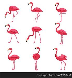 Cartoon pink flamingo vector set. Cute flamingos collection. Flamingo animal exotic, nature wild fauna illustration. Cartoon pink flamingo vector set. Cute flamingos collection