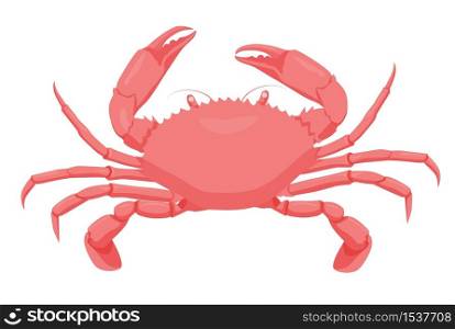 Cartoon red crab isolated on white background. Colorful sea creature vector graphic illustration. Water animal with claws. Aquatic crustacean character. Cartoon red crab isolated on white background. Aquatic crustacean character