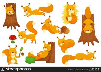 Cartoon squirrel sleeping, cute squirrels with acorns. Funny forest wildlife animal character sitting in tree hollow, holding acorn vector set. Lovely fluffy creature having different activities. Cartoon squirrel sleeping, cute squirrels with acorns. Funny forest wildlife animal character sitting in tree hollow, holding acorn vector set