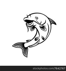 Cartoon style illustration of a blue catfish Ictalurus furcatus , North America&rsquo;s largest catfish species, jumping up on isolated white background done in black and white.. Blue Catfish Ictalurus Furcatus Jumping Up Cartoon Black and White