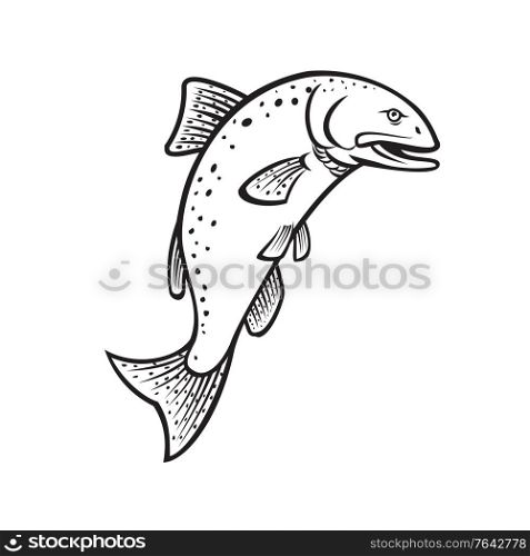 Cartoon style illustration of a Chinook salmon Oncorhynchus tshawytscha king salmon, Quinnat salmon, chrome hog, Tyee salmonon, jumping up on isolated background done in black and white.. Chinook Salmon Oncorhynchus Tshawytscha King Salmon or Quinnat Salmon Jumping Up Cartoon Black and White
