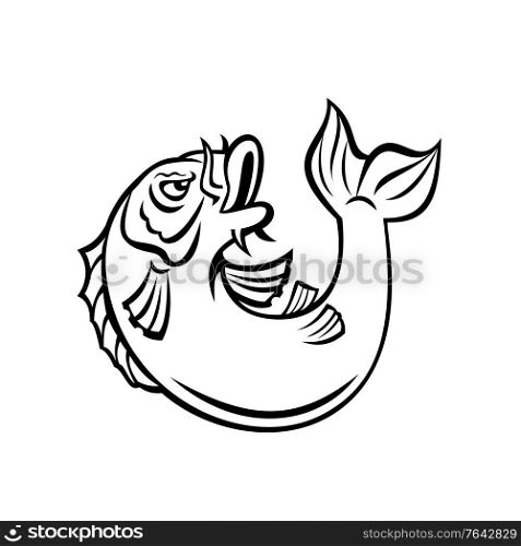 Cartoon style illustration of a Koi, jinli or nishikigoi fish, colored varieties of the Amur carp Cyprinus rubrofuscus, jumping up on isolated background done in black and white.. Koi Jinli or Nishikigoi Fish Jumping Up Cartoon Black and White Style
